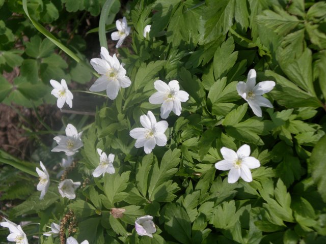 anemone sylvestris